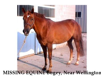 MISSING EQUINE Bogey, Near Wellington , OH, 44090